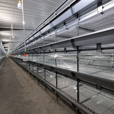 380V 50HZ Automatic Broiler Equipment For Chicken House, SONCAP Approved