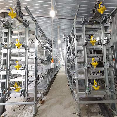 380V 50HZ Automatic Broiler Equipment For Chicken House, SONCAP Approved
