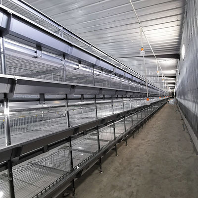 380V 50HZ Automatic Broiler Equipment For Chicken House, Compliant With SONCAP