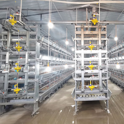 380V 50HZ Automatic Broiler Equipment For Chicken House, Compliant With SONCAP