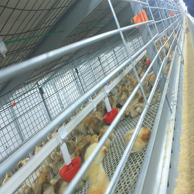 380V 50HZ Automatic Broiler Equipment For Chicken House, Compliant With SONCAP