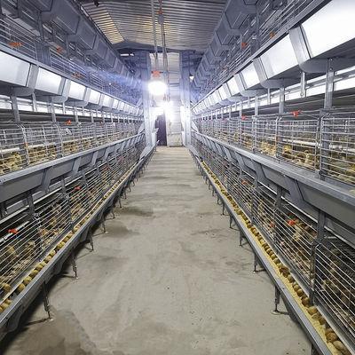 380V 50HZ Automatic Broiler Equipment For Chicken House, Compliant With SONCAP