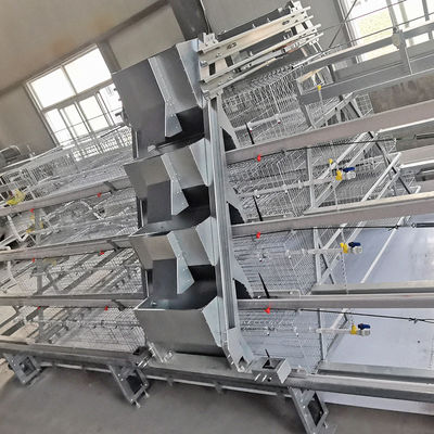 380V 50HZ Automatic Broiler Equipment For Chicken House, Compliant With SONCAP