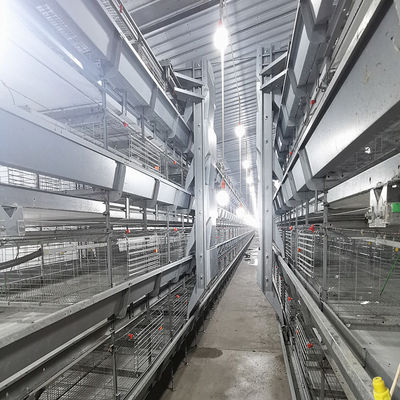380V 50HZ Automatic Broiler Equipment For Chicken House, SONCAP Approved