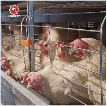Automatic Layer Cage System With Ventilation 4 Levels Capacity For 120 Chickens