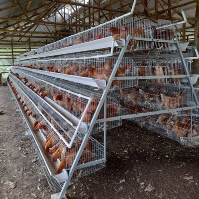 3, 4, 5 Tiers A Frame Layer Cages Chicken Poultry Laying Hens House Equipment