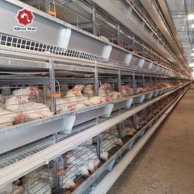 Featuring Four Tiers Ventilated Automatic Layer Cage System  For 120 Birds In Battery Cages.