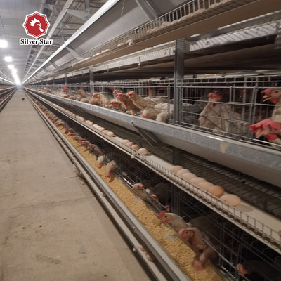 Featuring Four Tiers Ventilated Automatic Layer Cage System  For 120 Birds In Battery Cages.