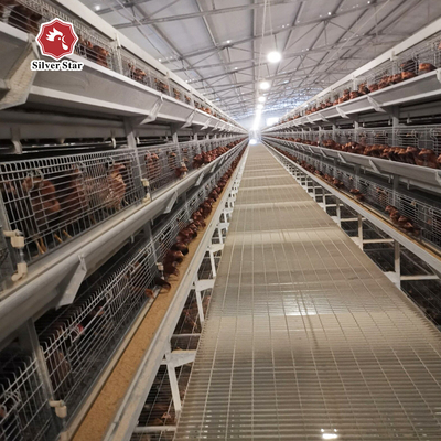 Featuring Four Tiers Ventilated Automatic Layer Cage System  For 120 Birds In Battery Cages.