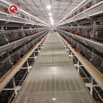 Featuring Four Tiers Ventilated Automatic Layer Cage System  For 120 Birds In Battery Cages.
