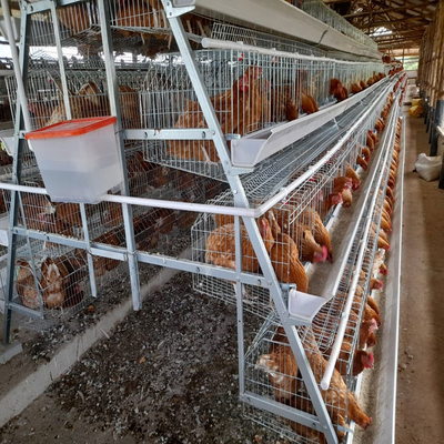 Free House Manual 4 Tier A Type Egg Layer Chicken Cage 160 Birds Capacity