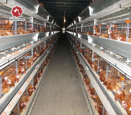 نظام قفص دواجن أوتوماتيكي من النوع H للدواجن التجارية مع 3-8 طبقات مجلفنة بالغمس الساخن
