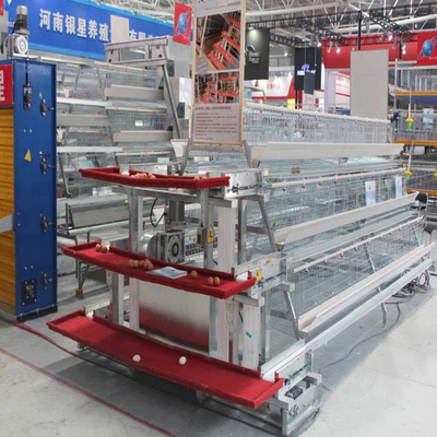 A Frame Chicken Egg Layer Cages Full Automatic System