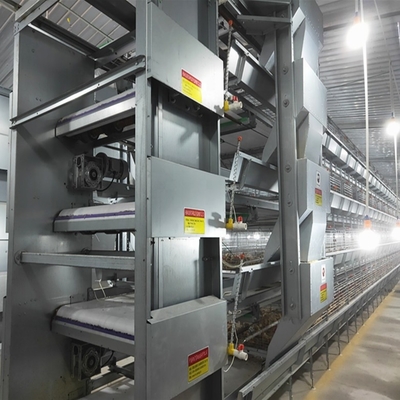 Baby Chick Cages In An H Type Configuration For Automatic Poultry Broiler Systems