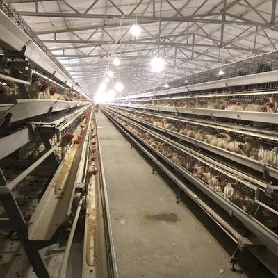قفص الدجاج الصلب الطبقة مع 3 أو 4 مستويات لاستخدام الفضاء ومقاومة التآكل طويلة الأمد مناسبة لمزارع الدواجن