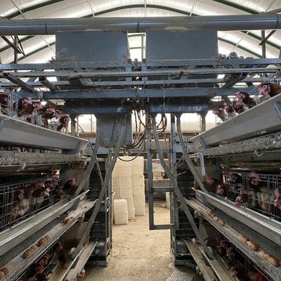 الدواجن H نوع 3 الطبقة 4 طبقات الدجاج البياض طبقة البيض قفص الدجاج