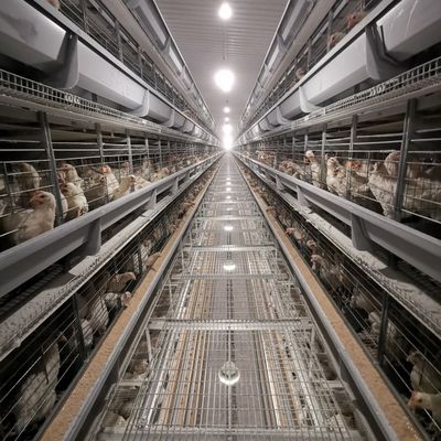 نظام قفص دواجن H-Type مباشر من المصنع مع الجلفنة بالغمس الساخن، وحصائر بلاستيكية ناعمة، وتنظيف آلي للسماد لمزارع الدجاج اللاحم التجارية