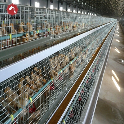 H Type Broiler Meat Chicken Cage Sales In Senegal 30000 Birds 144 Birds