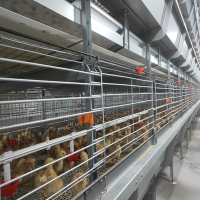 160 Birds / Set Full Automatic Battery Cage System Poultry Farming Equipment