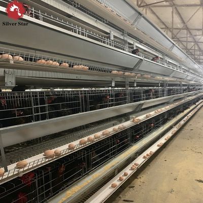 قفص ذو طبقات من النوع H مزود بالغلفنة الساخنة والتغذية التلقائية لمشاريع مزارع الدواجن الكبيرة