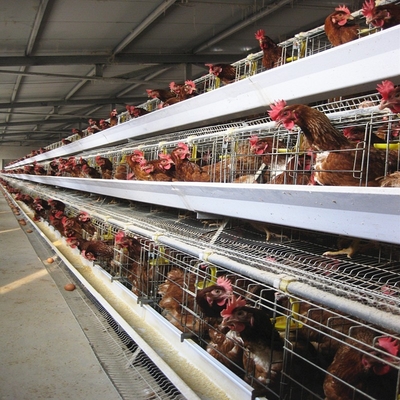A Type Animal Poultry Layer Chicken Cage Farm Equipment For Chicken House