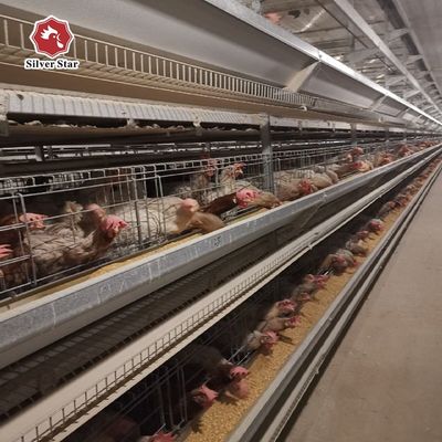 نظام أقفاص الدجاج من النوع H | معدات دواجن آلية لمزارع البيض التجارية