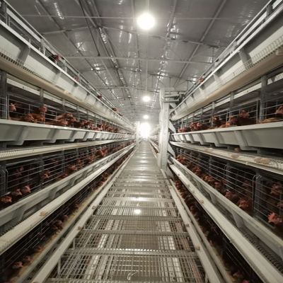 نظام قفص بطارية للدجاج الطبقي المورد معدات تربية الدواجن