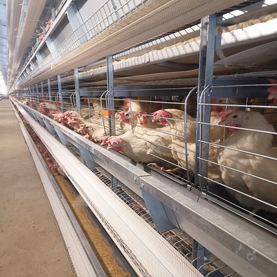 High Brood Survival Rate Layer Chicken Cage Multilayer Partition Structure