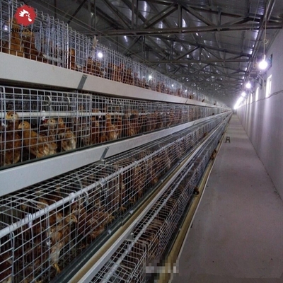 144 Birds Broiler Breeder Battery Chicken Cages Layer 3 Tiers A Frame