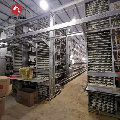 نظام قفص دواجن H-Type أوتوماتيكي لمزارع الدجاج اللاحم التجارية