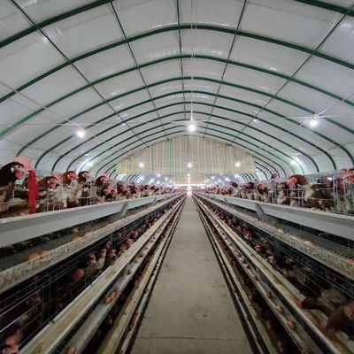3-Tier / 4-Tier A-Type Layer Chicken Cage with Automatic Feeding & Egg Collection | Hot-Dip Galvanized Steel for Long Service Life