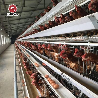 نظام قفص بطارية ذو طبقة أوتوماتيكية من النوع A بأسعار معقولة لمزارع الدواجن المتوسطة والكبيرة