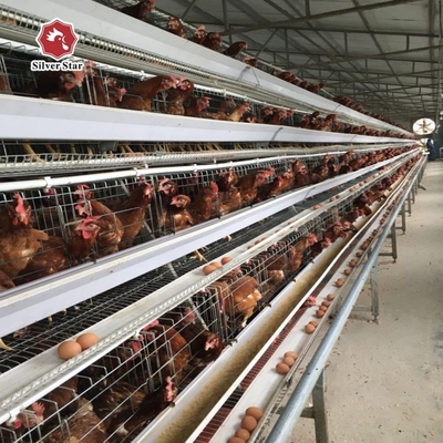 120 Chicken Capacity Battery Cage System In Poultry Farm