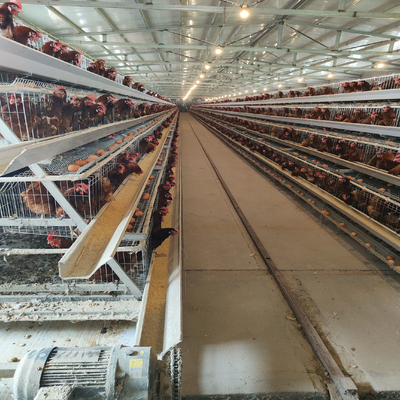 Galvanized H410mm Poultry Battery Cage , 494cm2/Bird Egg Laying Equipment