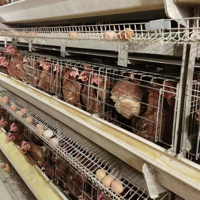 2024 Hot Galvanized Hens Cage Automatic Poultry Farming Equipment Battery Cage For Laying Hens