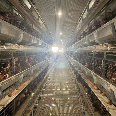 H-Type Automatic Layer Battery Cage System with Hot-Dip Galvanized Steel for 15-20 Years Service Life and Automated Egg Collection