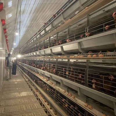 نظام قفص بطاريات أوتوماتيكي من النوع H مع فولاذ مجلفن بالغمس الساخن لعمر خدمة يتراوح من 15 إلى 20 عامًا وجمع بيض آلي