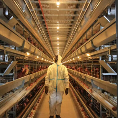 نظام قفص الطيور الذكورية الآلي بالكامل مع 3 أو 4 مستويات لتربية الدواجن