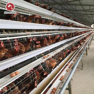 قفص ذو طبقات من النوع A فعال من حيث التكلفة مع فولاذ مجلفن ونظام تغذية أوتوماتيكي لمزارع الدواجن