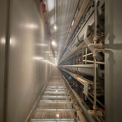 بطارية أقفاص الدجاج مقاومة للتآكل معدات الدواجن طويلة الأمد مناسبة للمزارع الكبيرة