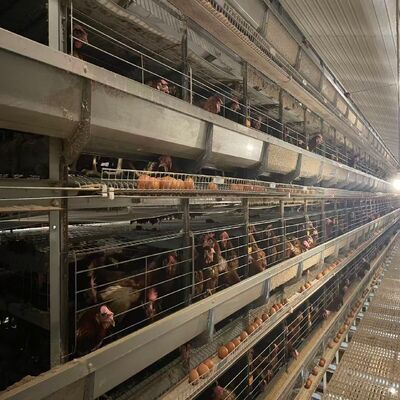 أقفاص الدجاج بالبطارية نظام تحكم بيئي تلقائي بالكامل مناسب لتربية الدواجن