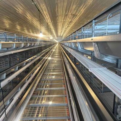 قفص الدجاج ذو 4 مستويات مع أجهزة تغذية مناسبة لإيواء الدجاج في الطبقة المكثفة وعمليات التغذية المبسطة