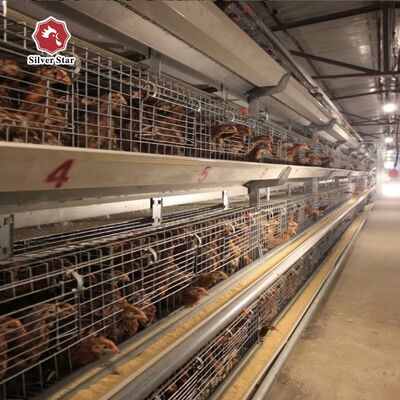 نظام قفص تفريخ أوتوماتيكي من النوع A لصيص الدجاج مع الجلفنة بالغمس الساخن ومشربات الحلمة الأوتوماتيكية لـ 100-300 دجاجة/مجموعة