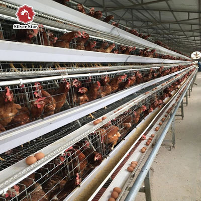 A Type Full Automatic Layer Chicken Cage 4 Layers / Cell Corrosion Resistant