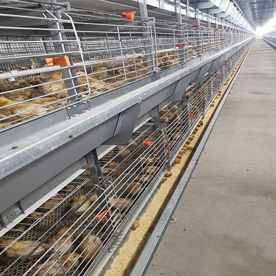 Q235 4 Tiers Broody Hen Cage , 50000 Birds Automatic Battery Cage System