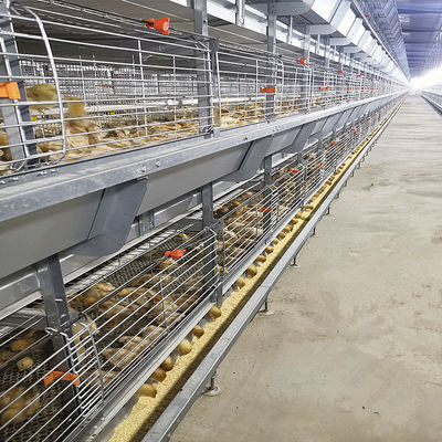 380V 50HZ Automatic Broiler Equipment For Chicken Houses Has Received SONCAP Approval.