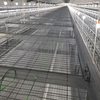 SONCAP Certified 380V 50HZ Automatic Broiler Equipment For Chicken House