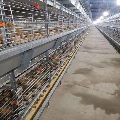 One Day Old Baby Chick Cage With Full Automatic System